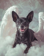 Your Custom Pet Art Kit