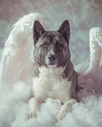 Your Custom Pet Art Kit