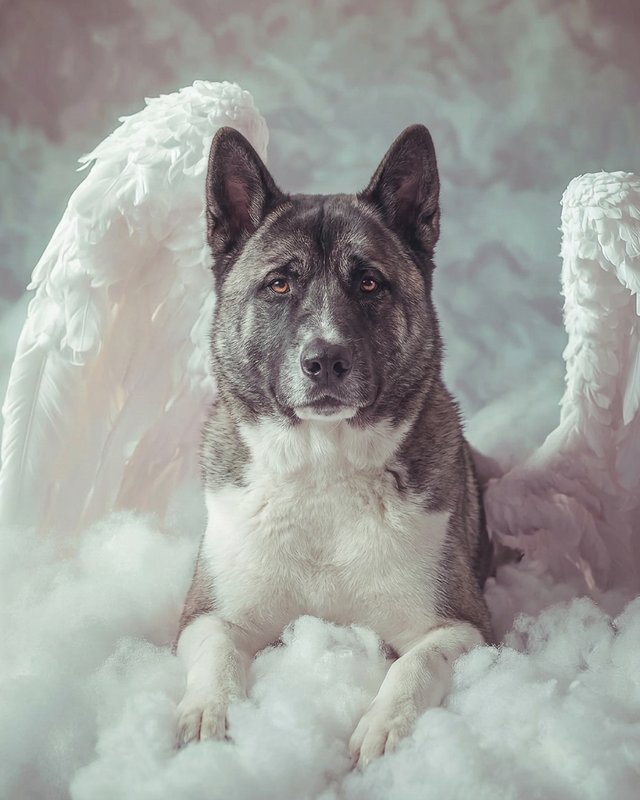 Your Custom Pet Art Kit