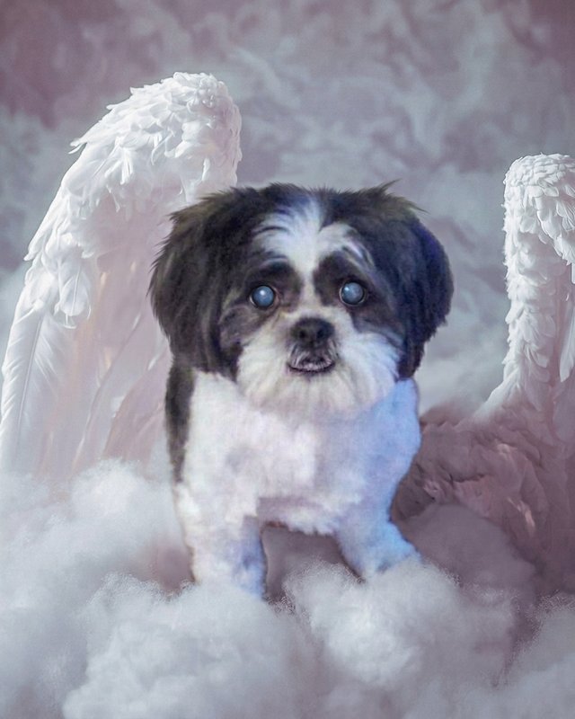 Your Custom Pet Art Kit