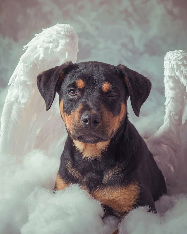 Your Custom Pet Art Kit