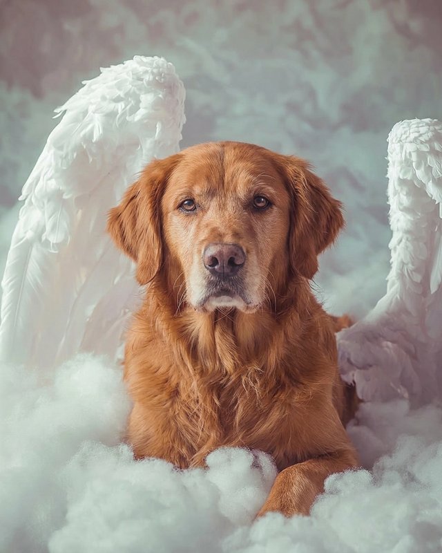 Your Custom Pet Art Kit