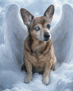 Your Custom Pet Art Kit