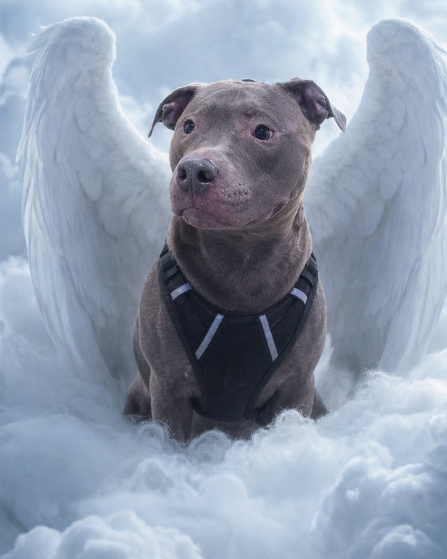 Your Custom Pet Art Kit