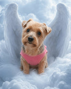 Your Custom Pet Art Kit