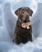 Your Custom Pet Art Kit
