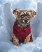 Your Custom Pet Art Kit