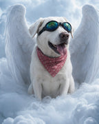 Your Custom Pet Art Kit