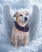 Your Custom Pet Art Kit