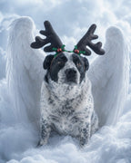 Your Custom Pet Art Kit