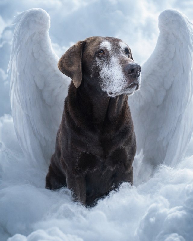 Your Custom Pet Art Kit