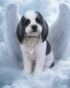 Your Custom Pet Art Kit