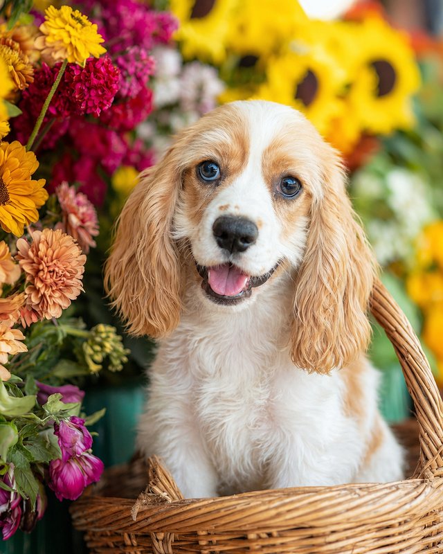 Your Custom Pet Art Kit