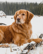 Your Custom Pet Art Kit