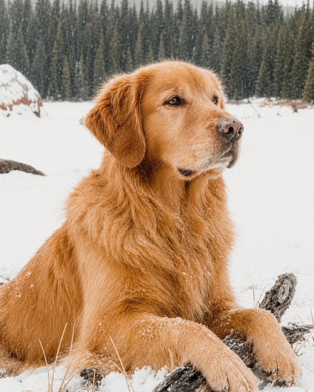 Your Custom Pet Art Kit