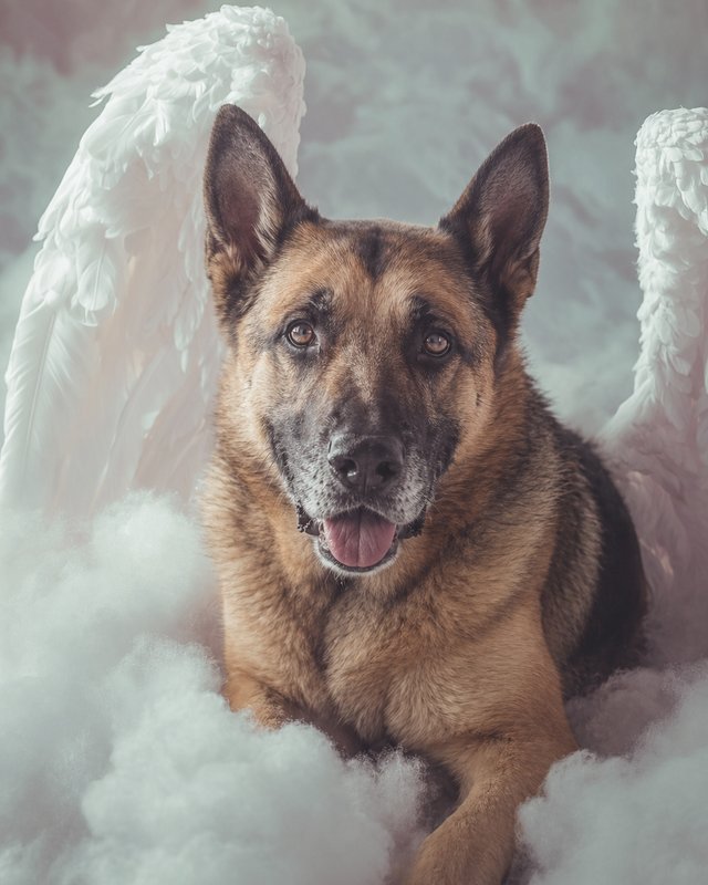 Your Custom Pet Art Kit