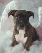 Your Custom Pet Art Kit