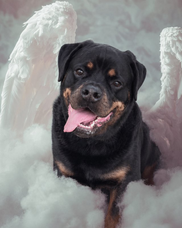 Your Custom Pet Art Kit