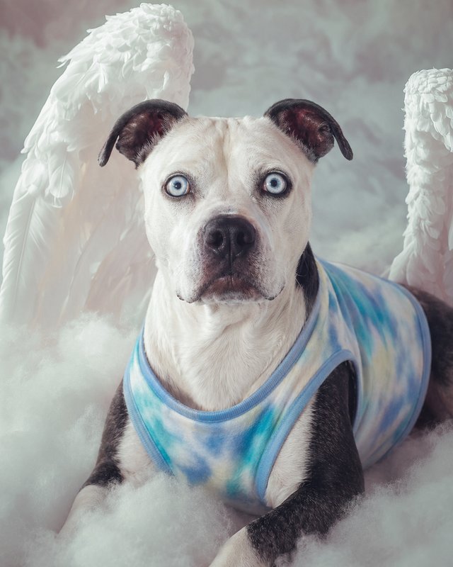 Your Custom Pet Art Kit