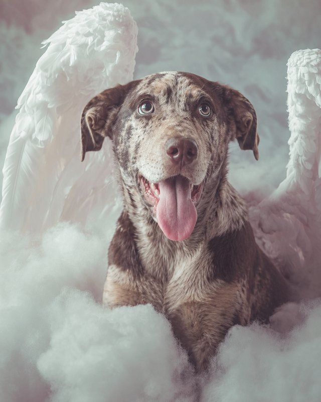 Your Custom Pet Art Kit