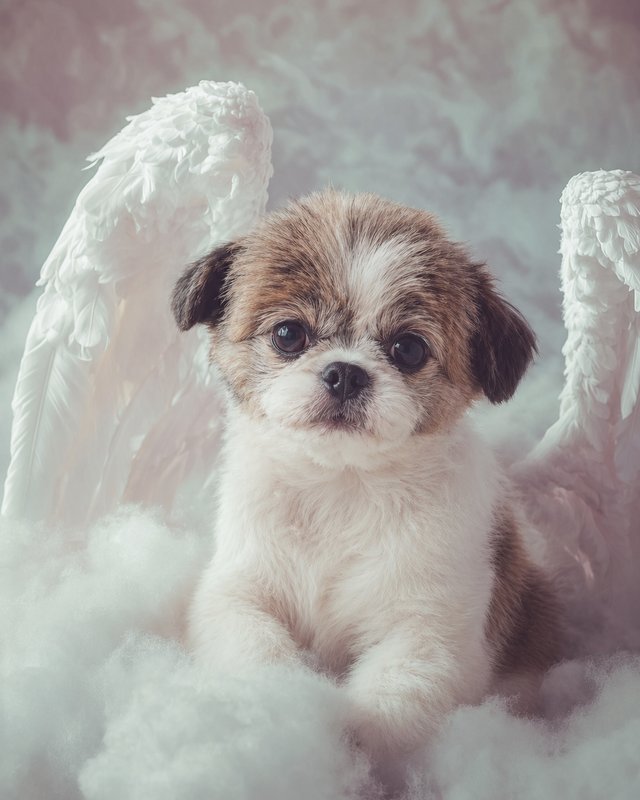 Your Custom Pet Art Kit
