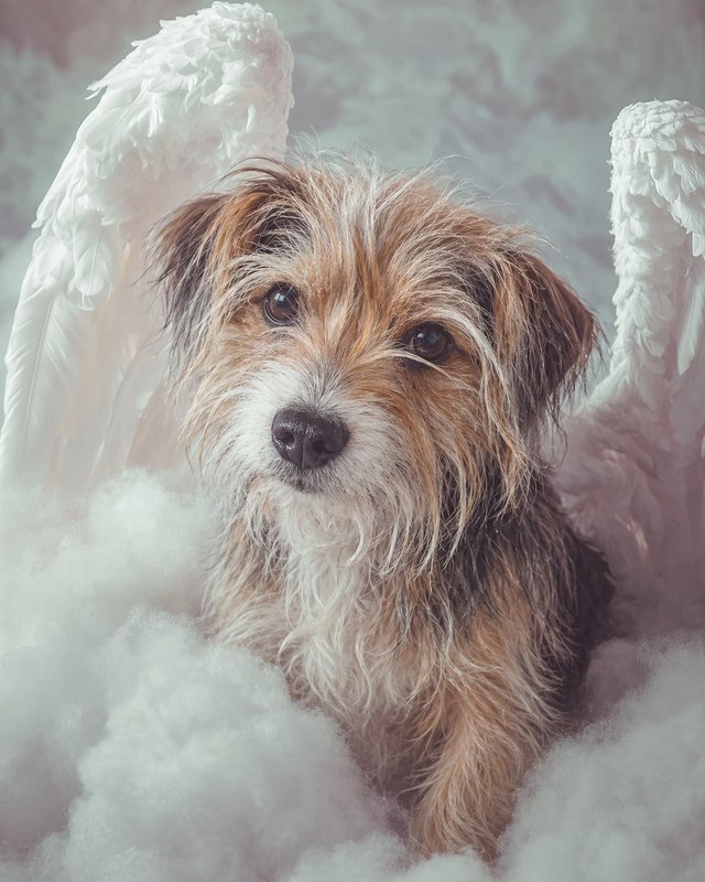 Your Custom Pet Art Kit