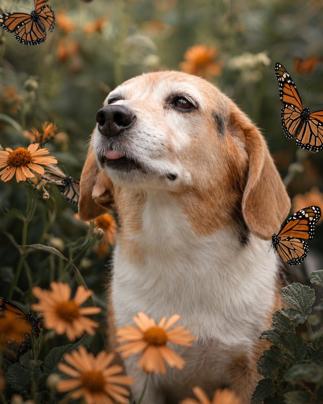 Your Custom Pet Art Kit