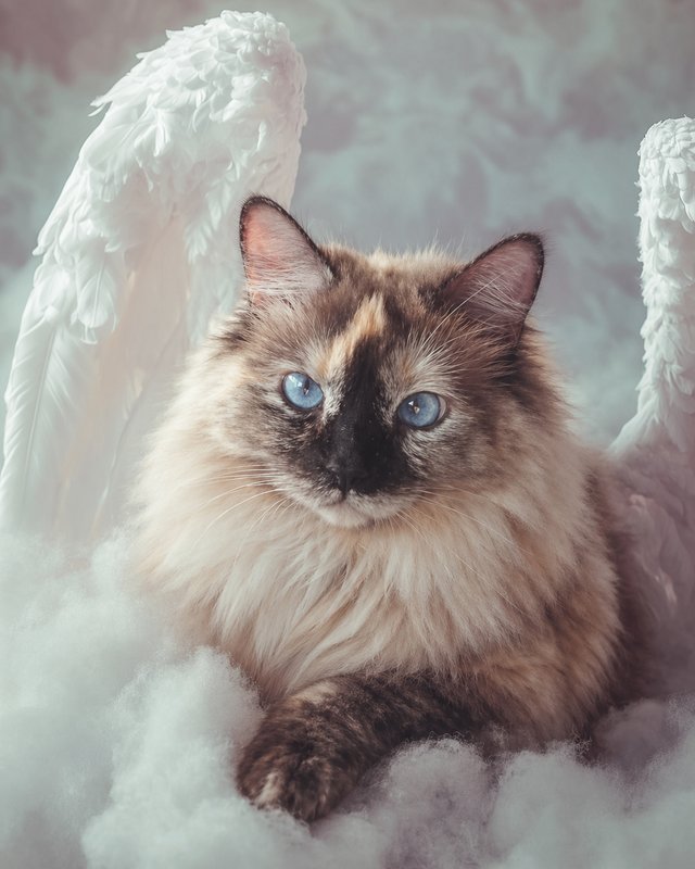 Your Custom Pet Art Kit