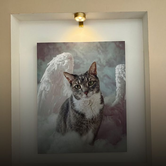 Jinia M.'s pet in the Angel On Clouds art, a canvas hung in a lit wall niche.