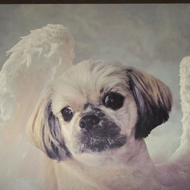 Leslie J.'s pet in the Angel On Clouds art, on a tan wall.