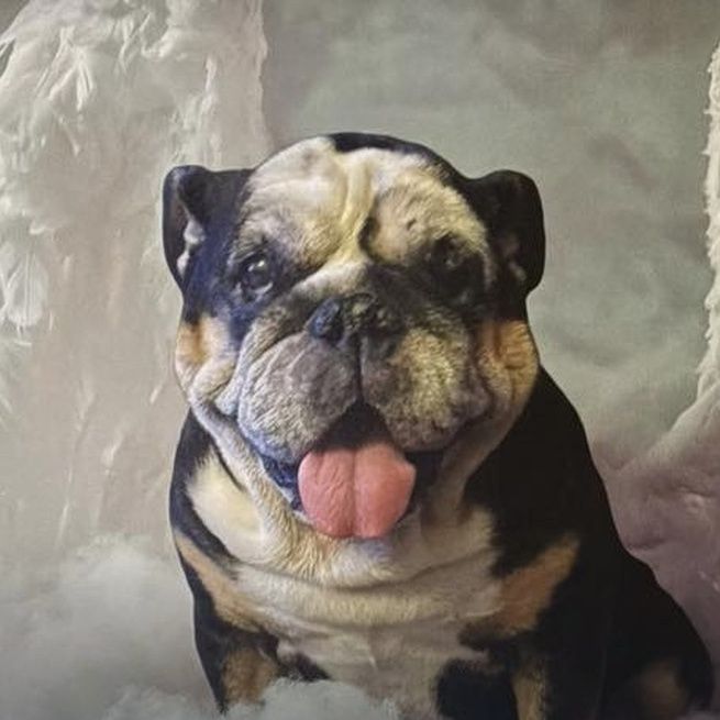 Lynn H.'s pet, tongue out, in the Angel On Clouds art.