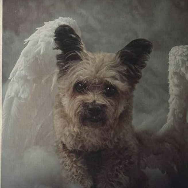 Stephanie M.'s pet in the Angel On Clouds art, on a cream wall.