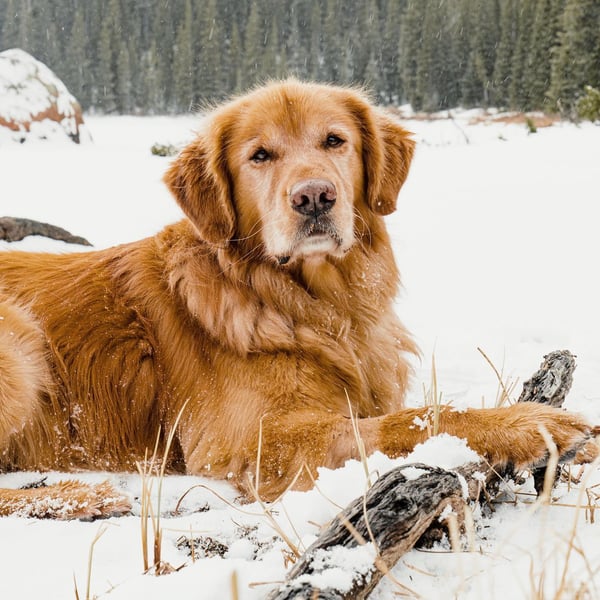Daisy, a golden retriever, in a photo